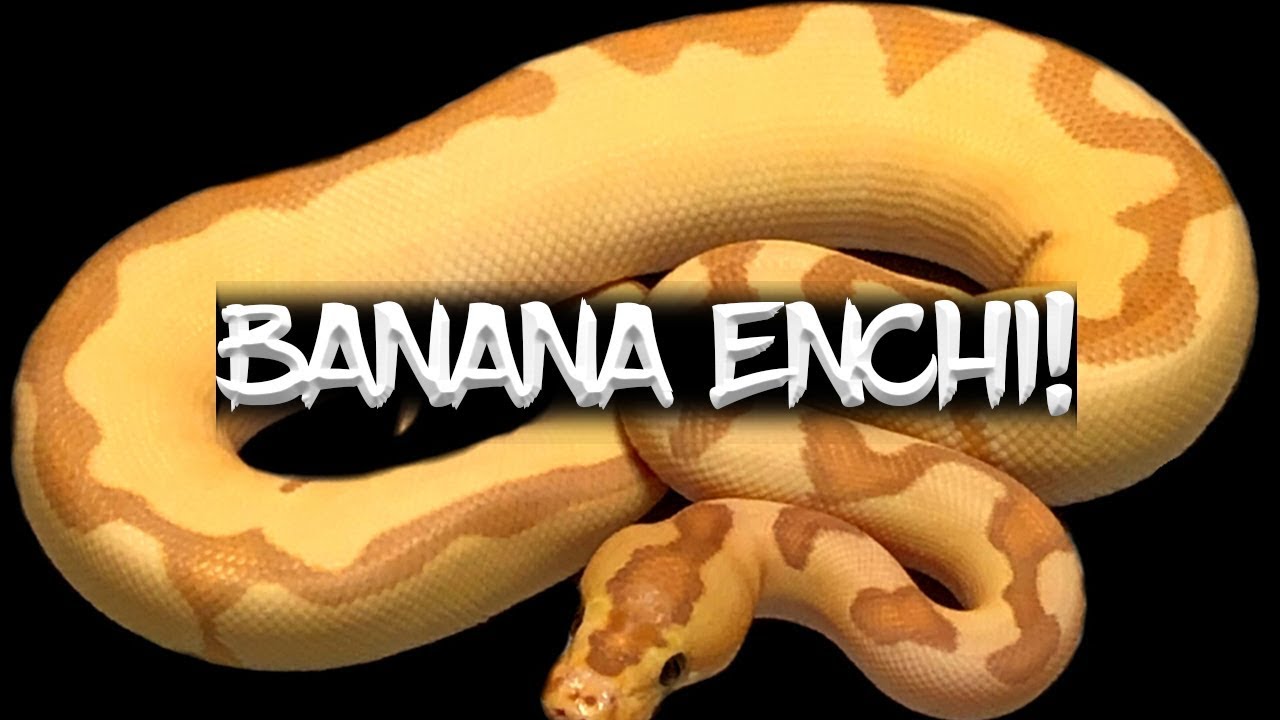The Potential of the 'Banana Enchi' Ball Python!