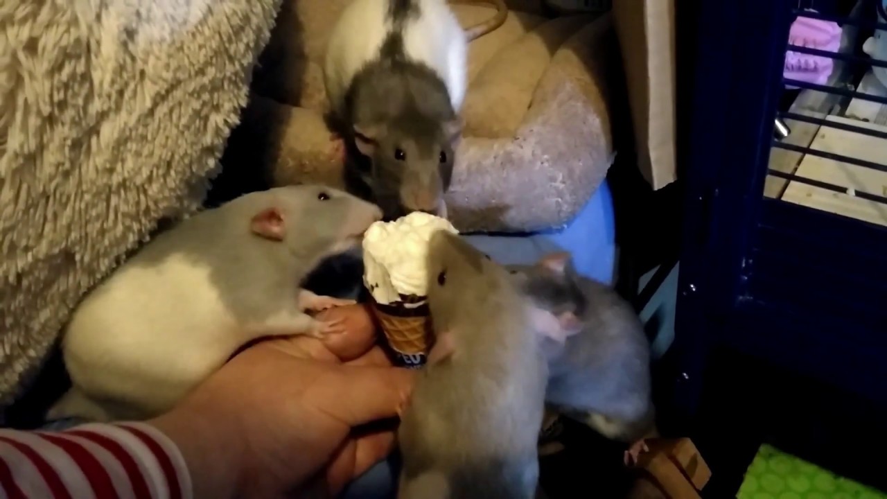 Red Dwarf Rats Get Their First Taste Of Ice Cream