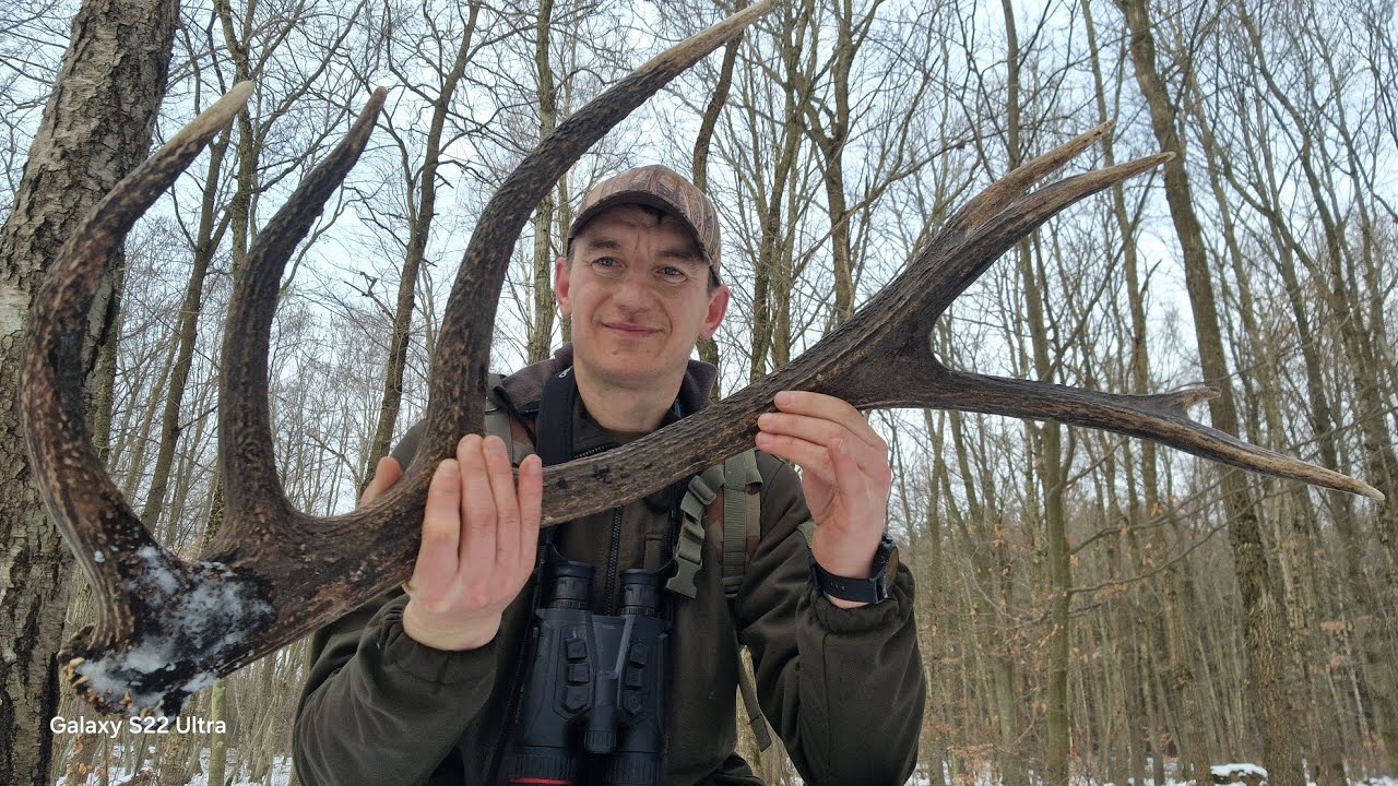 Zrzut jelenia ładny czternastak 2.30kg.Zrzuty jeleni 2025