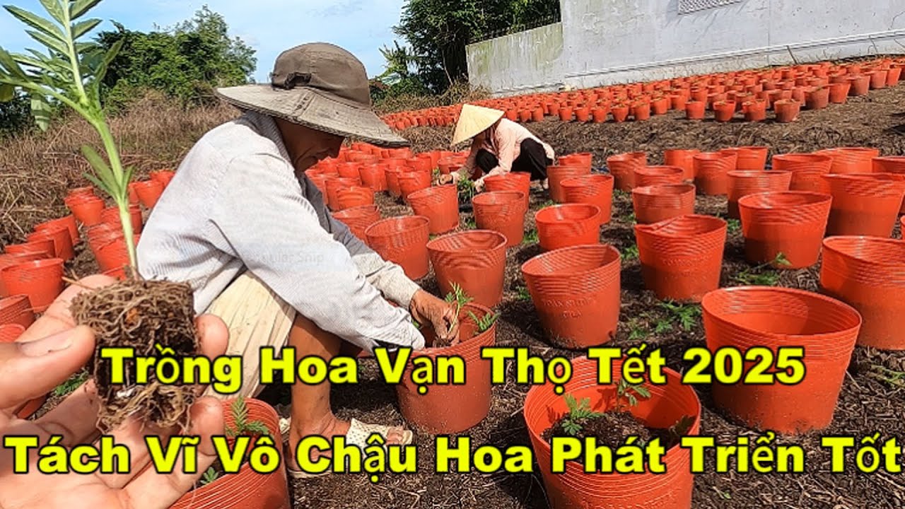 Cách Chăm Sóc Hoa Vạn Thọ tết 2026 Hôm Nay Như Thế Nào | Chợ Miền Tây