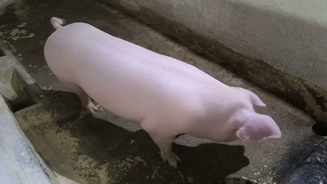 Com quantos meses de nascida posso fazer os cruzamentos da minha Matriz.#suinocultura 