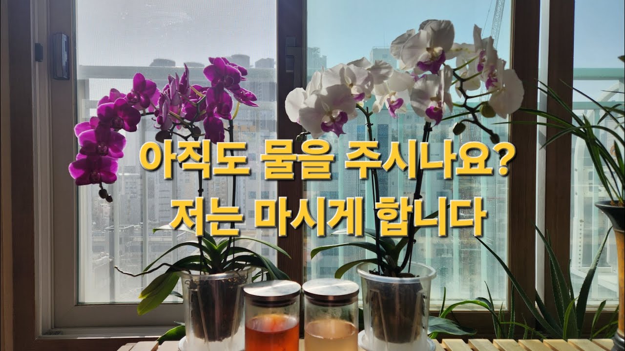 호접란 꽃봉오리 끊임없이 맺히는 저면관수 비법 공개 #천영영양제 #천연비료 #호접란 #도시농부 