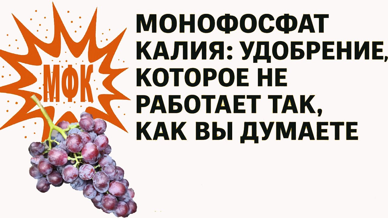 💥 Монофосфат калия! Прежде чем применять его на винограде обязательно посмотрите этот ролик.