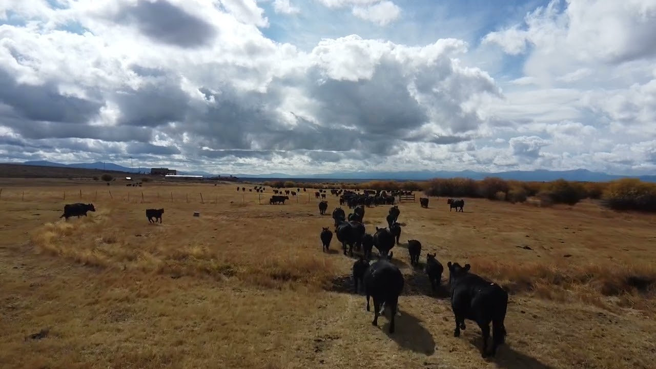 Horse Prairie Cattle roundup