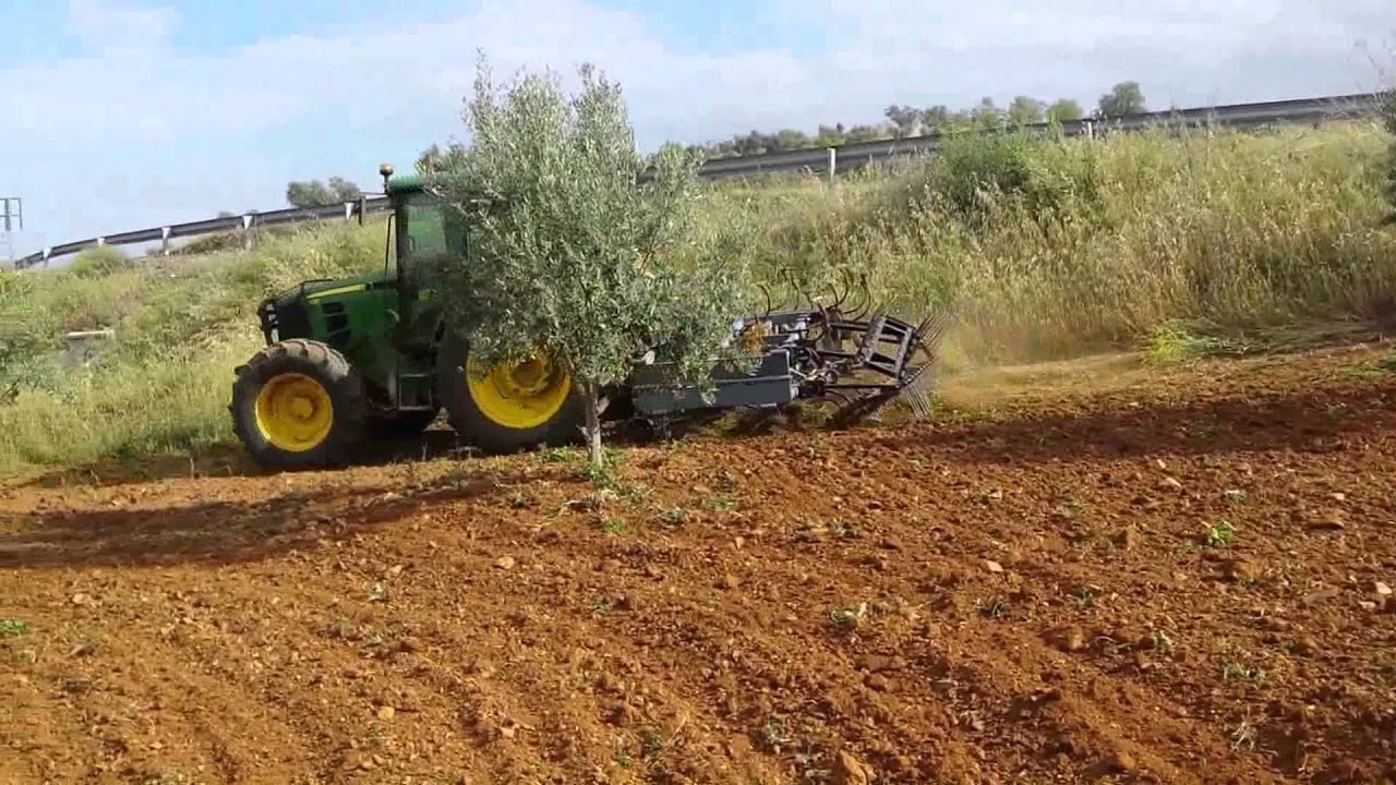 Cultivador en tres filas con rastras laboreando en olivos