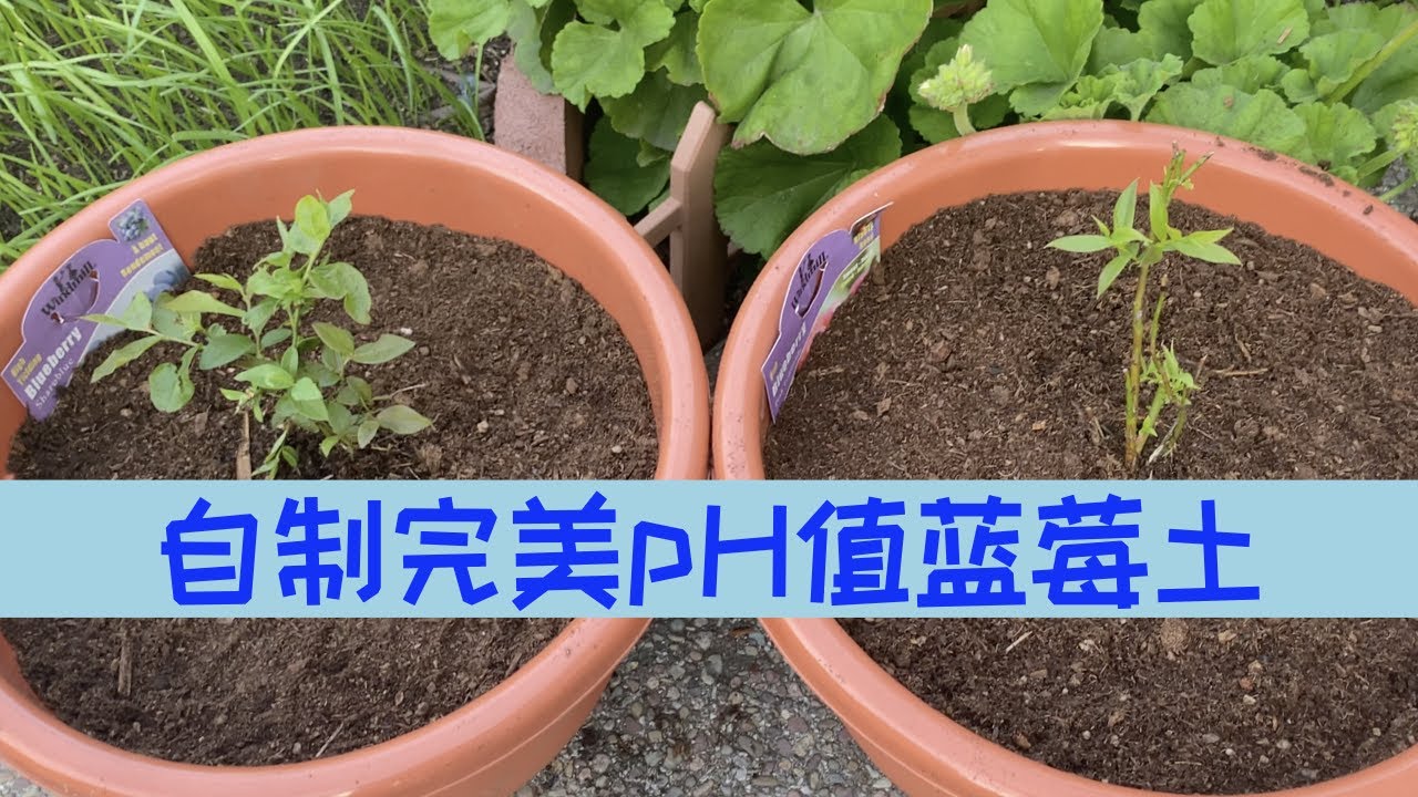 【种蓝莓之二】蓝莓土壤pH要求和自制有机蓝莓土｜移栽蓝莓方法及过程｜❌咖啡渣或松针❌并不能降低土壤pH值，不要听信谣言！｜Blueberry Planting Soil