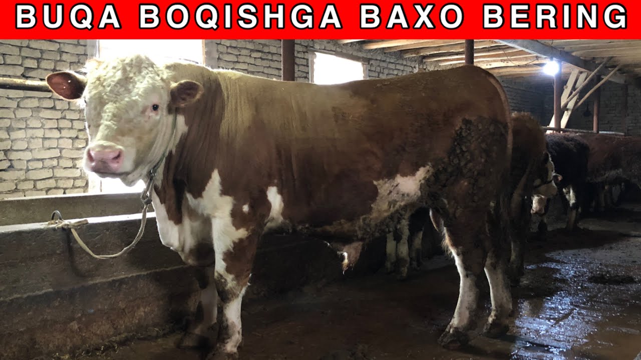 BUNAQASI KAM SHOSHILING ARZON QILIB BERAMIZ ☎️ +998 90-536-31-41