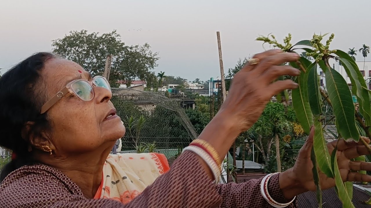 জানুয়ারীতে  আমগাছের মুকুল আসার পর বা যদি     না এসে থাকে যে পরিচর্যা করতে হবে 