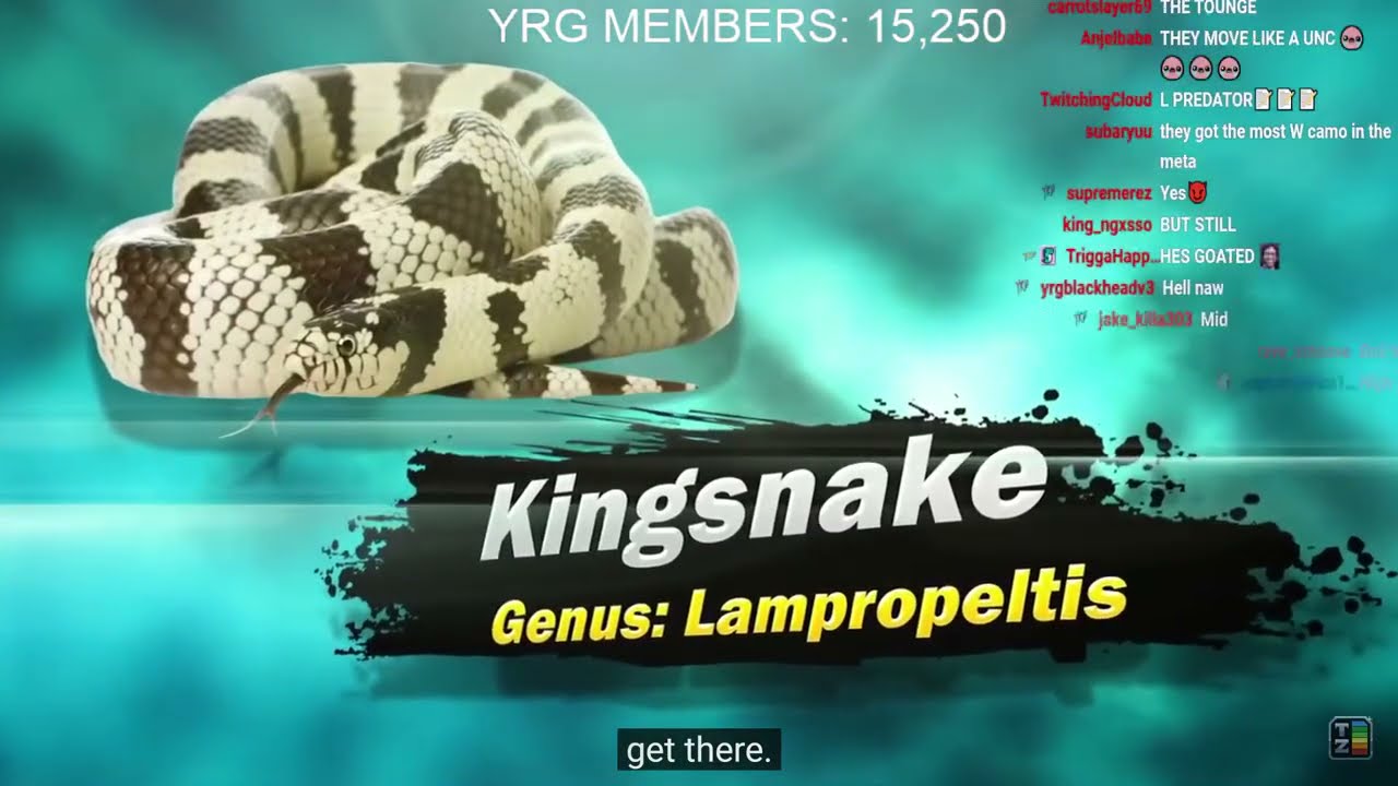 YourRAGE узнает о змеях и их суперспособностях. TierZoo