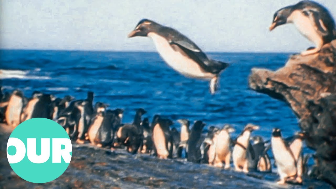 The Falkands Rockhopper Penguin: The Most Comical Of Penguins | Our World