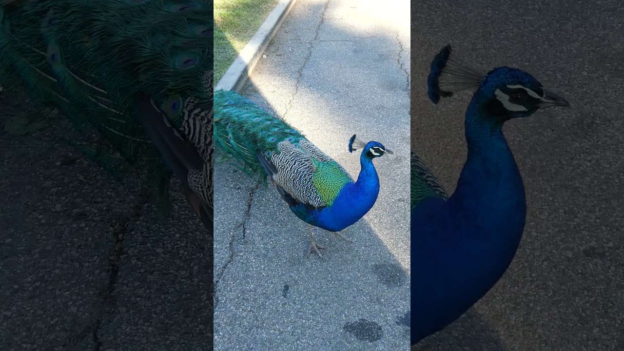Peacock Hollywood Forever Los Angeles California USA February 21, 2026