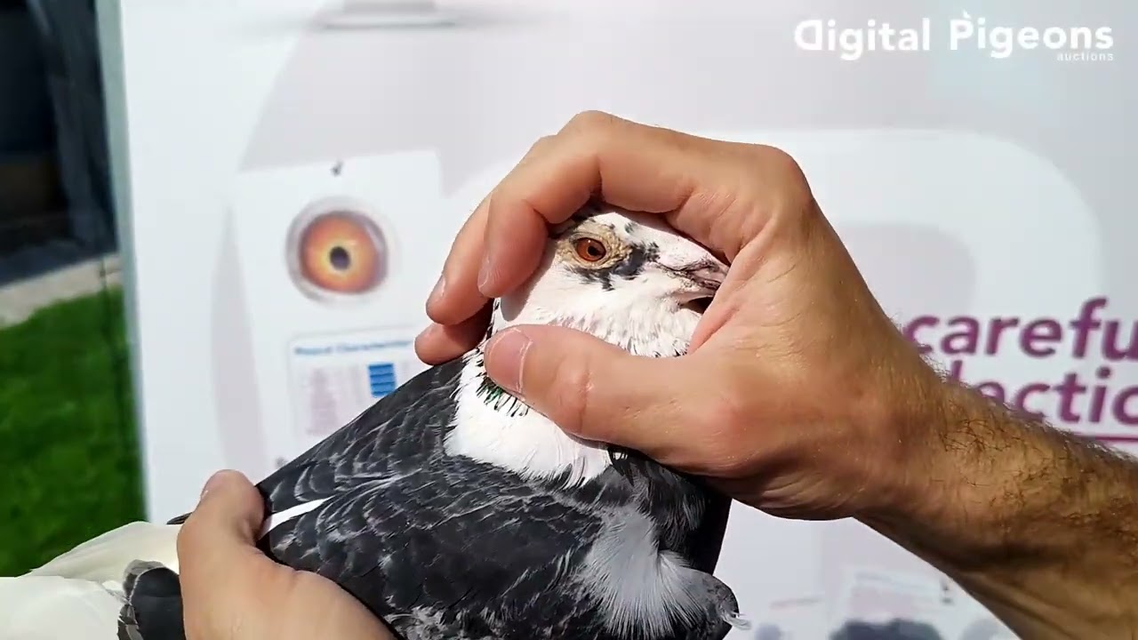 BE-1031558-23  - OLR MILAN BEST PIGEONS SUMMER EDITION 23-24 - 7° FINAL RACE - 2° ACE PIGEON