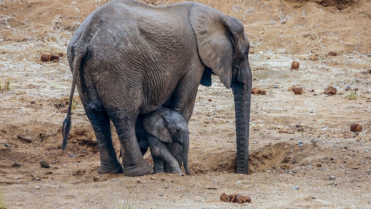 Tiny Wobbly Elephant loves to walk under his Mom