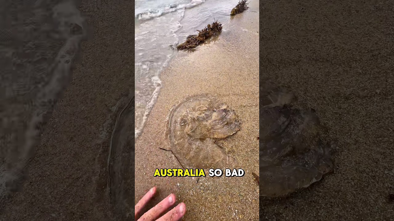 Never go walking on an australian beach!