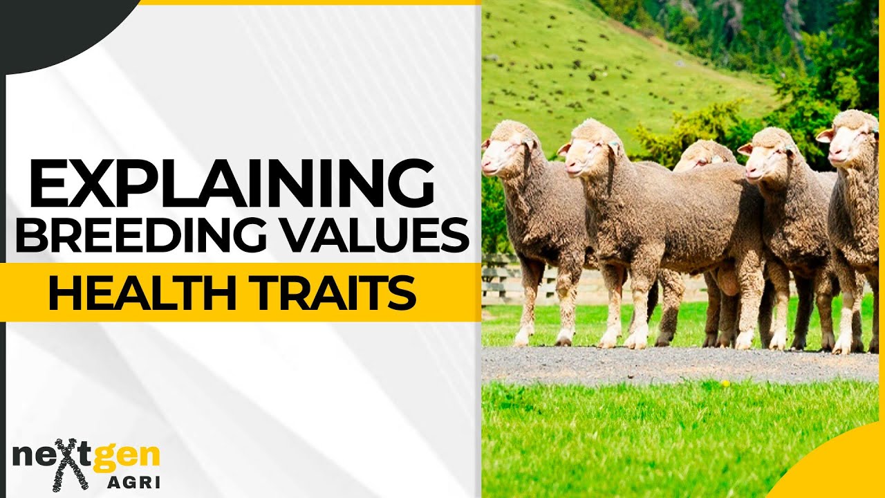 Explaining livestock breeding values | EBVs Health Traits