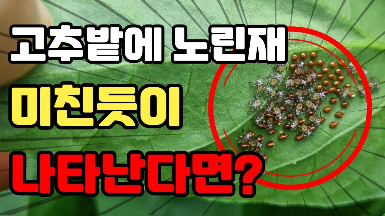 짜증나는 노린재 전멸시키는 방법! 알까지 전부 퇴치 가능합니다