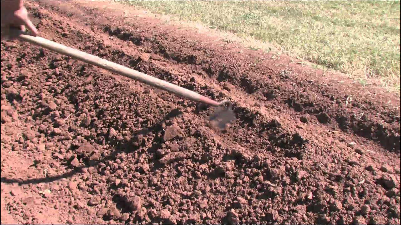 Planting Cabbage - November 2011 - Fall Garden