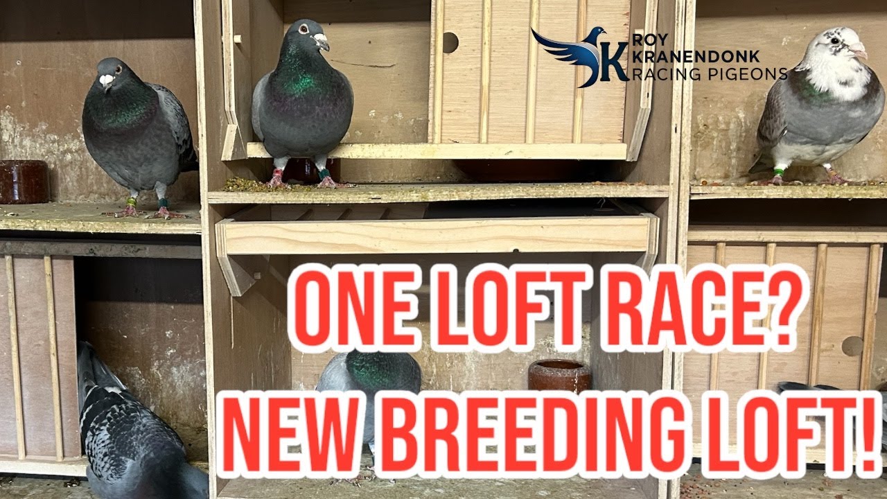 One Loft Race | New Breeding Loft | Racing Pigeons |