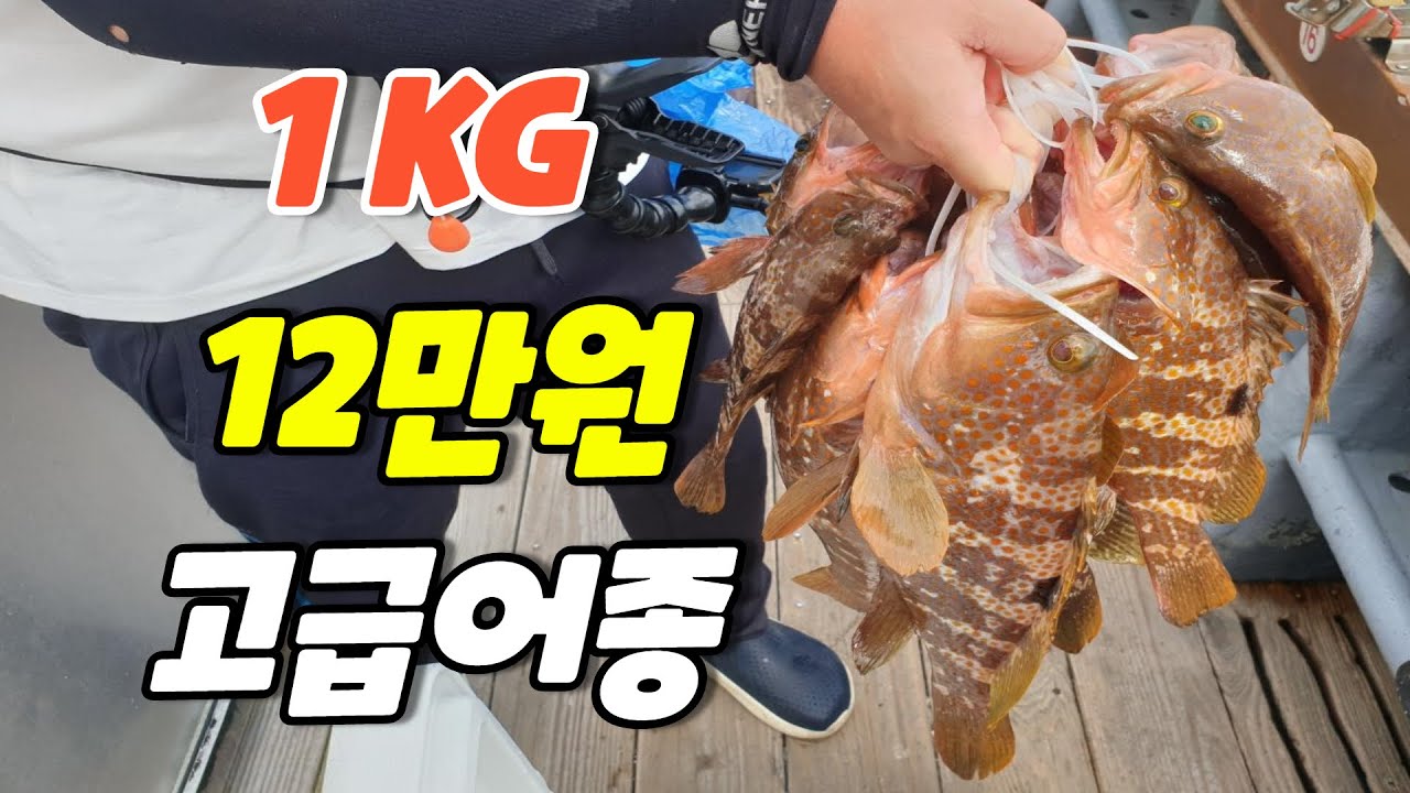 붉바리를 원 없이 잡아보자 - 고흥 녹동항 바다낚시114호, 여름휴가 마지막 날, 낚시브이로거