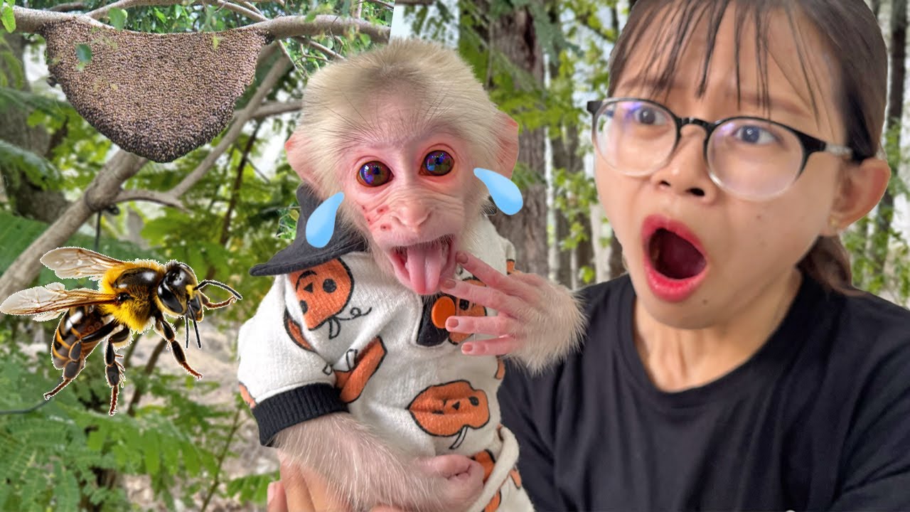 Lucky sobbed when he was stung by a bee. Mom panicked and tried to find a cure