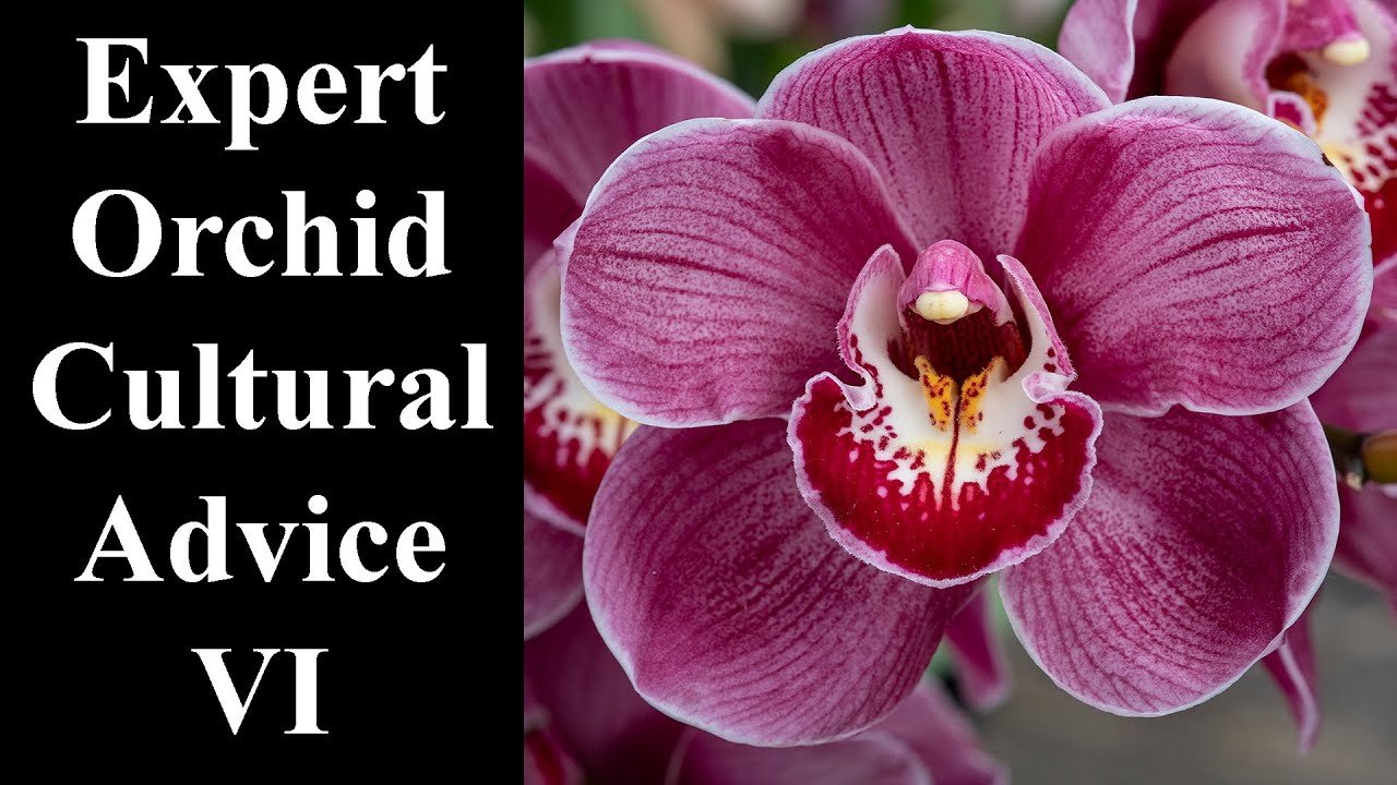 The ULTIMATE Cymbidium ORCHID Care Guide!🌺🌿