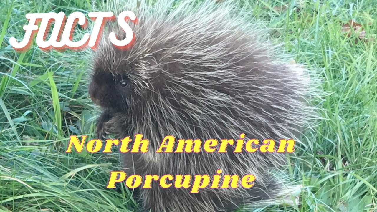 Wildlife for Kids- Amazing Facts About the North American Porcupine