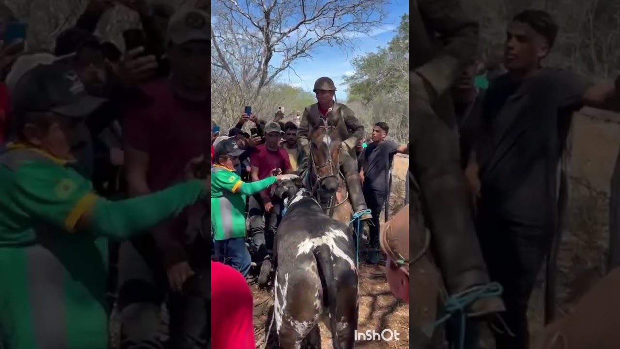 A vaca chuvisco foi pra corda VS maviael e jacauna proprietário divon Amorim 