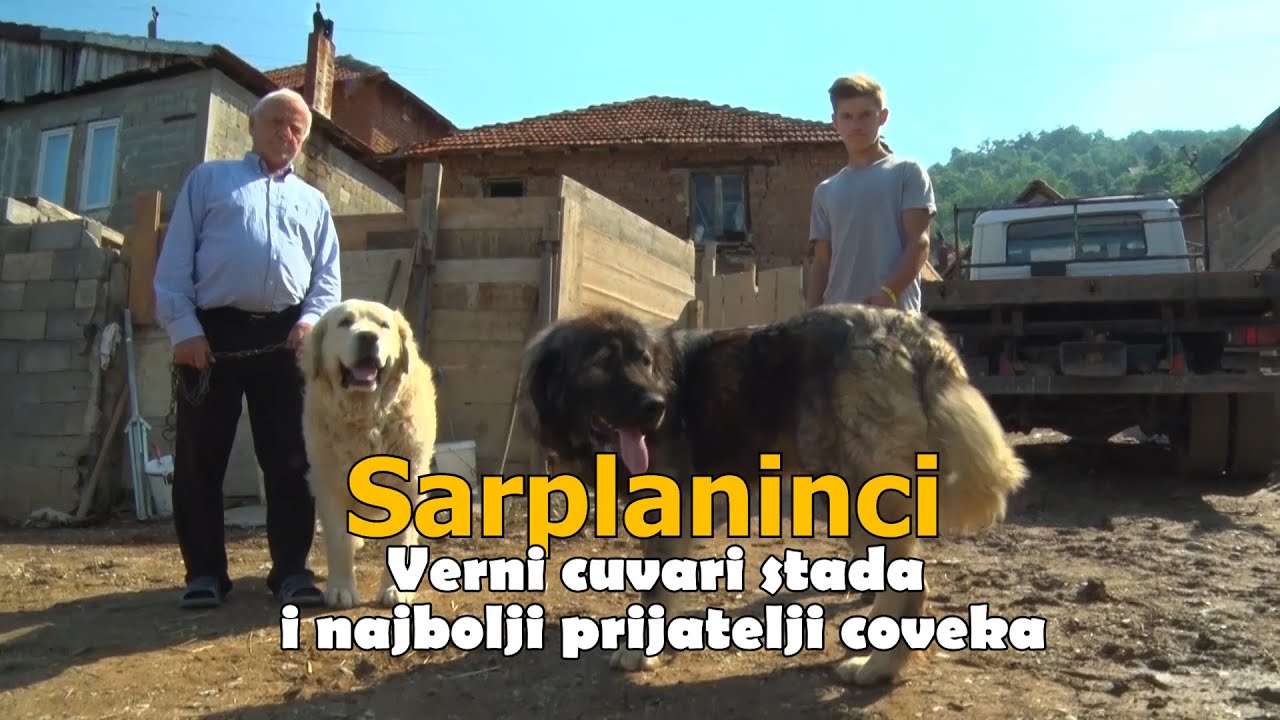 Sarplaninci - Verni cuvari stada i najbolji prijatelji coveka