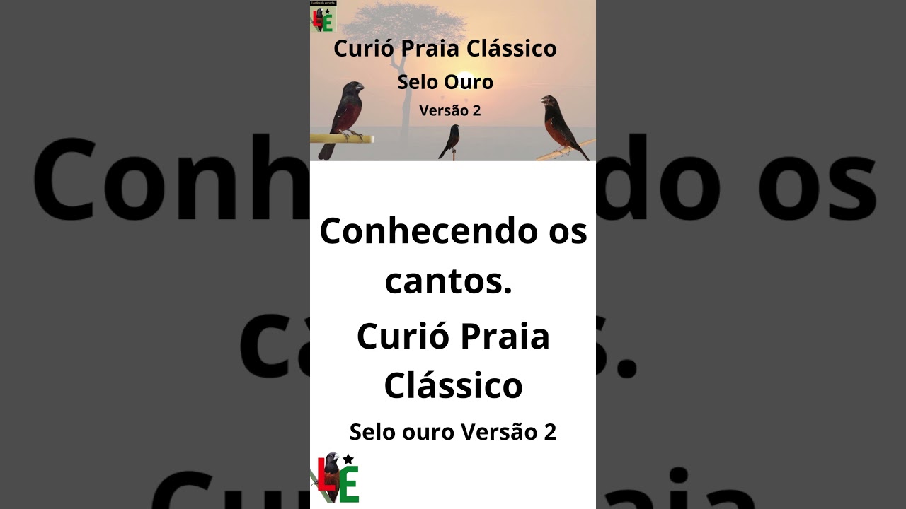 Curi&oacute; praia cl&aacute;ssico Selo ouro Vers&atilde;o 2  #passaros #lendasdoencarte #aves  #passarinho #birds