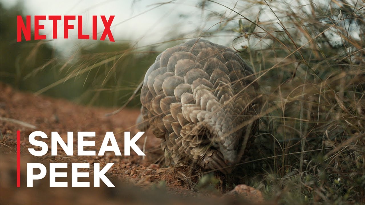 Pangolin: Kulu&rsquo;s Journey | Sneak Peek | Netflix