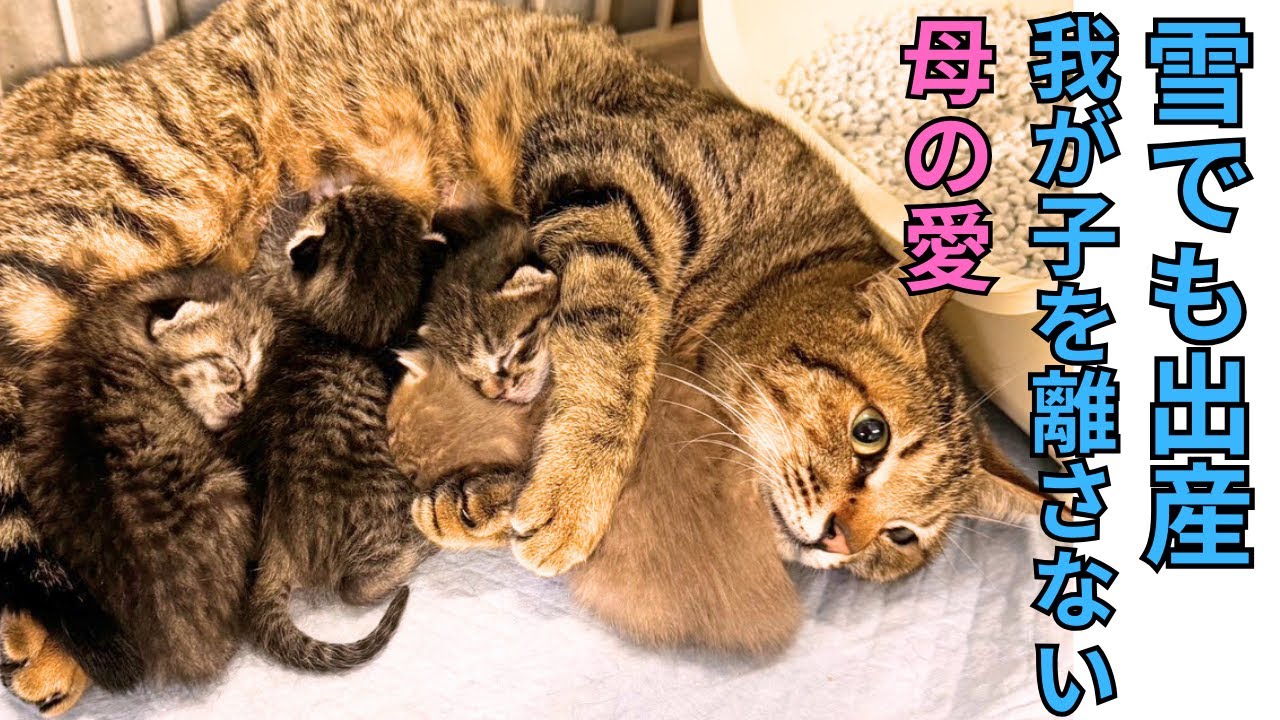 【124母子猫保護】外は雪なのに出産⁈ひと時も我が子を離さない母性愛が胸を打つ