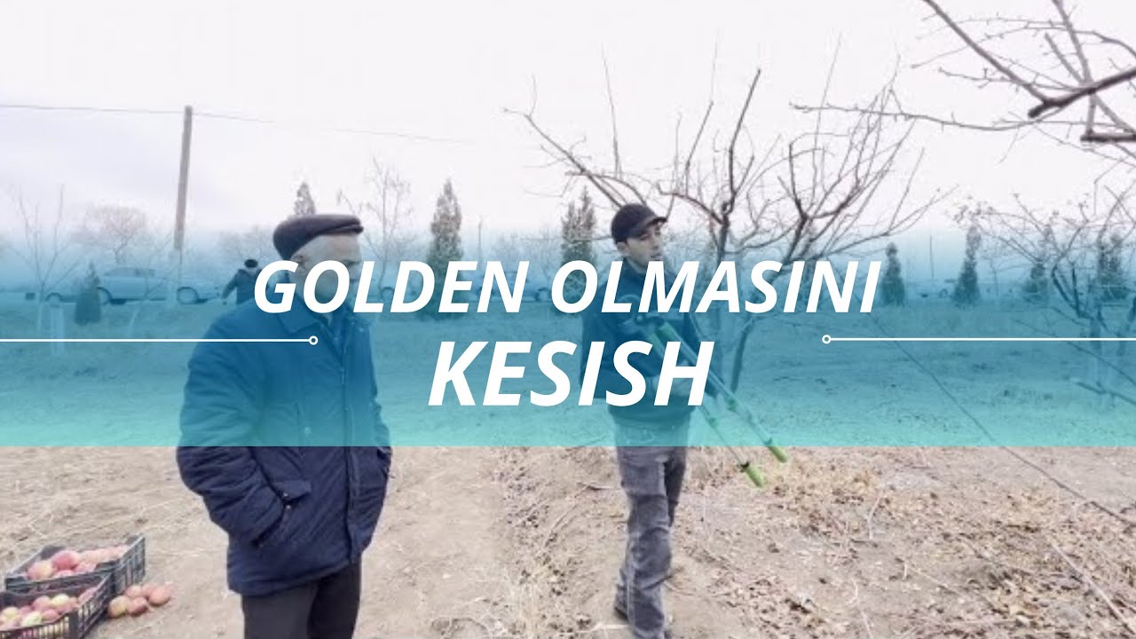 Голден олмасини кесиш | Golden olmasini kesish.