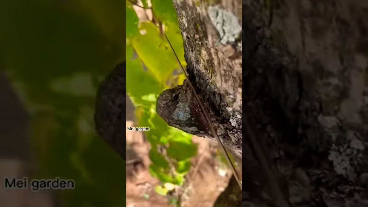 #youtubeshorts #frout #new #food #fruts #mango #friut #china #satisfying #fruit #viral #viralshorts