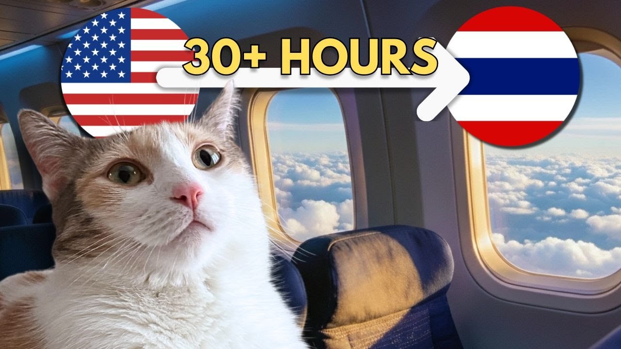 Flying with a Cat Internationally