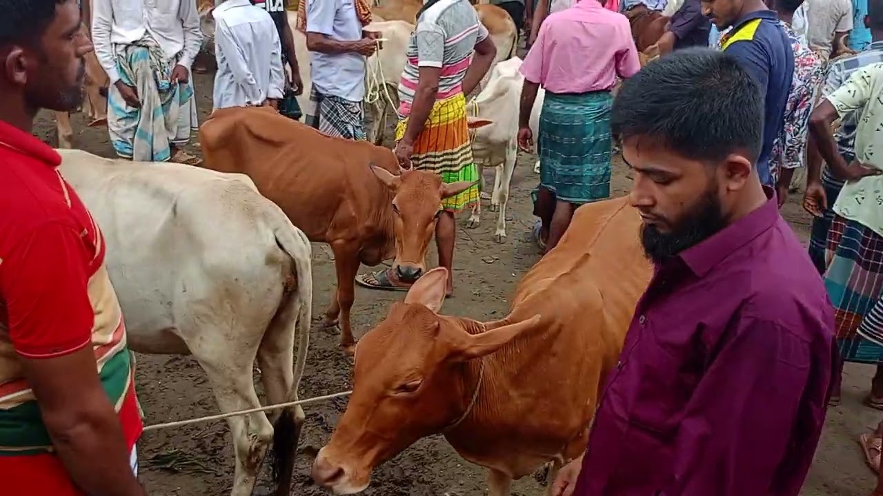 Village cow market #youtube #cow #subscriber #viralvideo