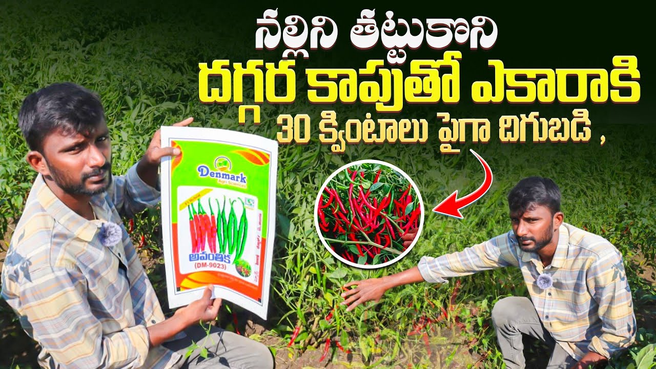 యువ రైతు బలే తెలివితో తోట పండించారు |30 క్వింటాలు పైగా దిగుబడి |తల్లాడ యువ రైతు సాగు అనుభవం