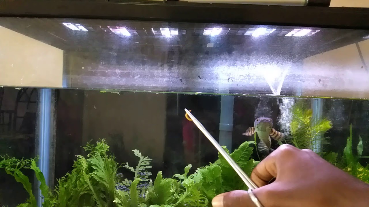 Golden cobra snakehead jump feeding