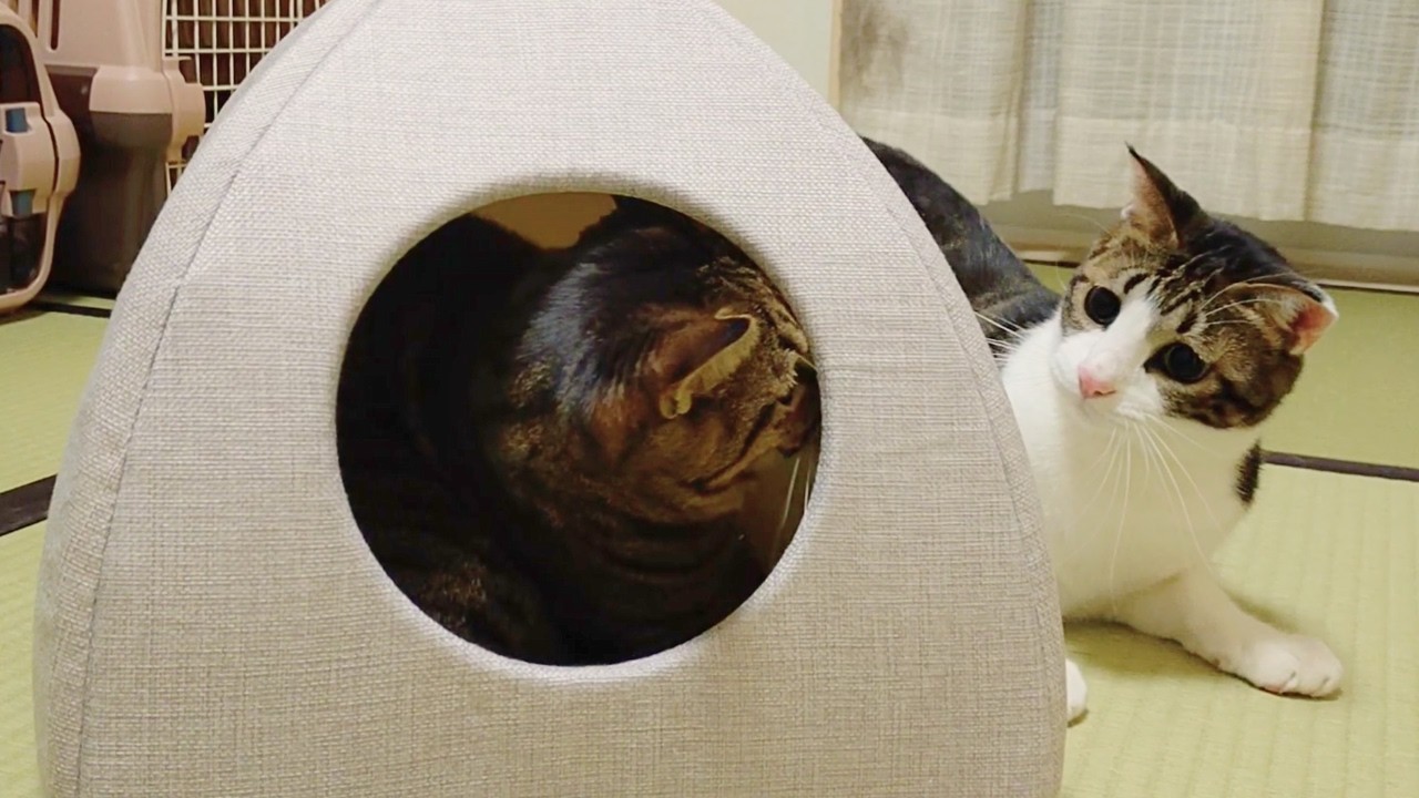 【ゆず】猫はなぜ不意打ちしてしまうのか？【こてつ】