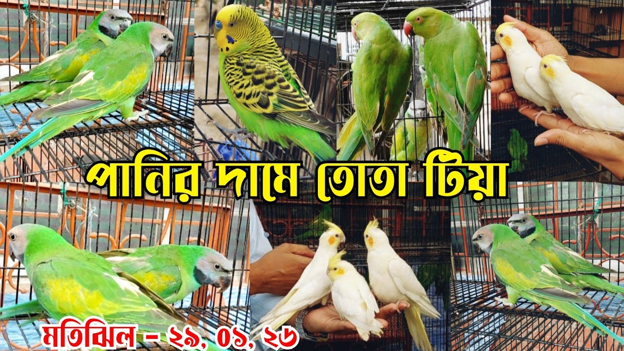 মাথা গরম দাম তোতা পাখি || তোতা টিয়া পাখির দাম || Tiya pakhir dam || Ringneck parrot price