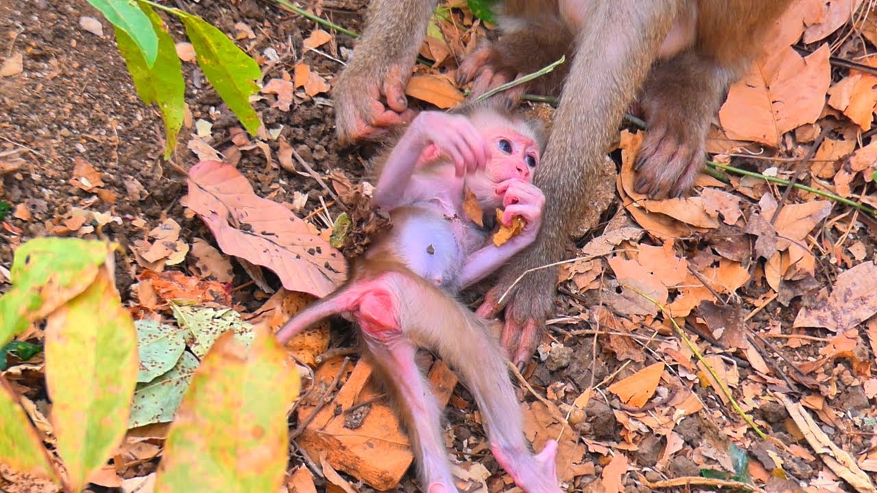 🔴LIVE :The Power of Play: How Young Monkeys Cope with Adversity Through Games