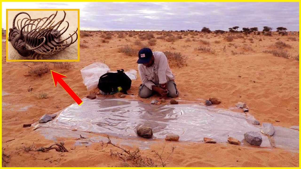 500 million year old trilobite fossils unearthed in Morocco reveal unsettling truth| UNKNOWN FACTS