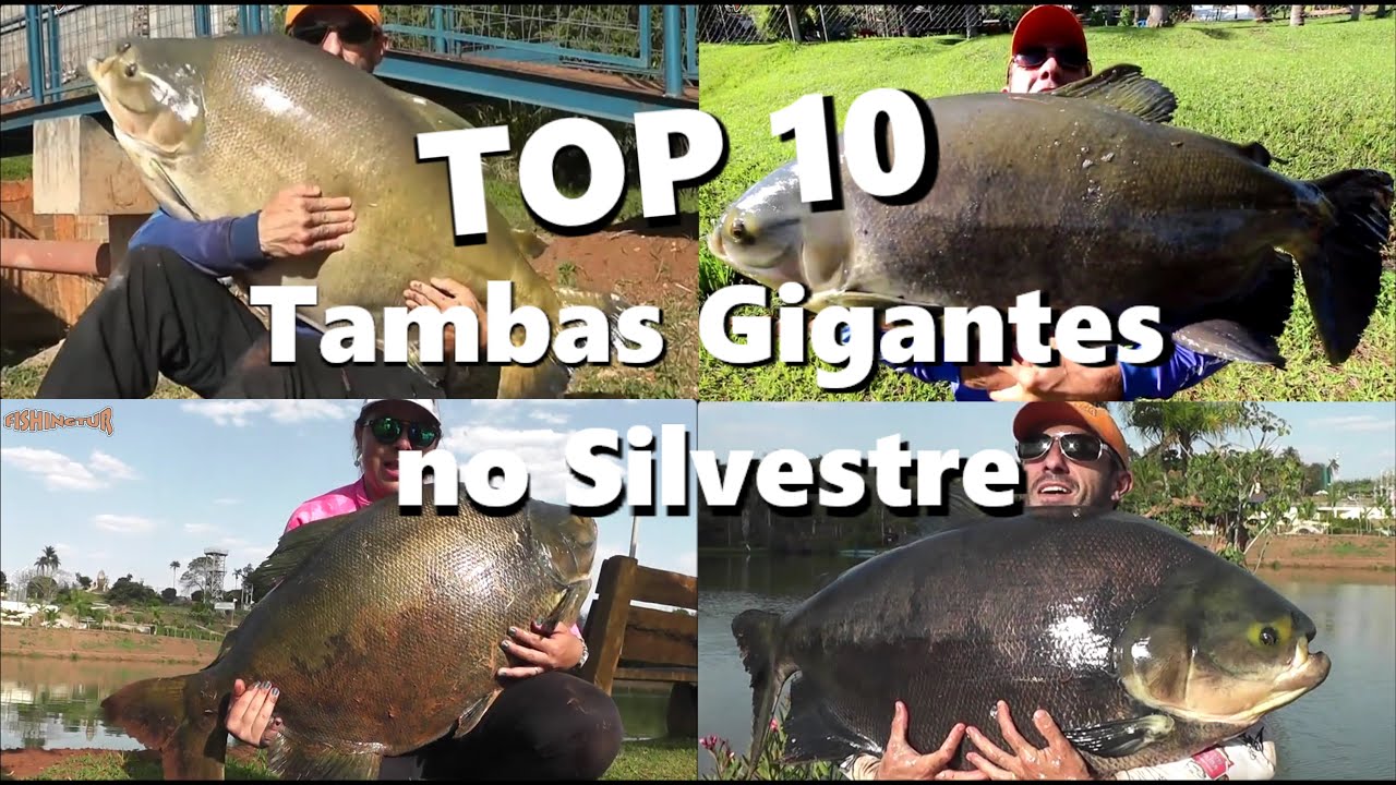 Top 10 - Tambacus Gigantes no Silvestre Park