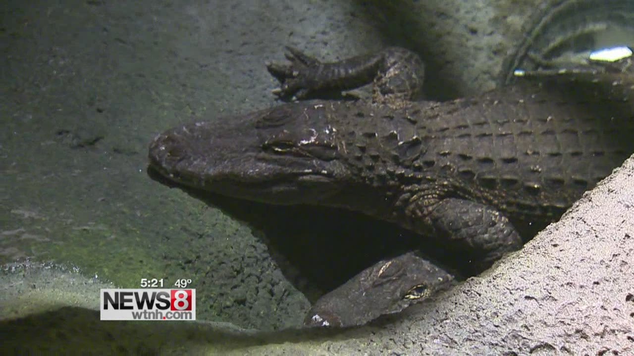 Alligators among new animals now at Mystic Aquarium