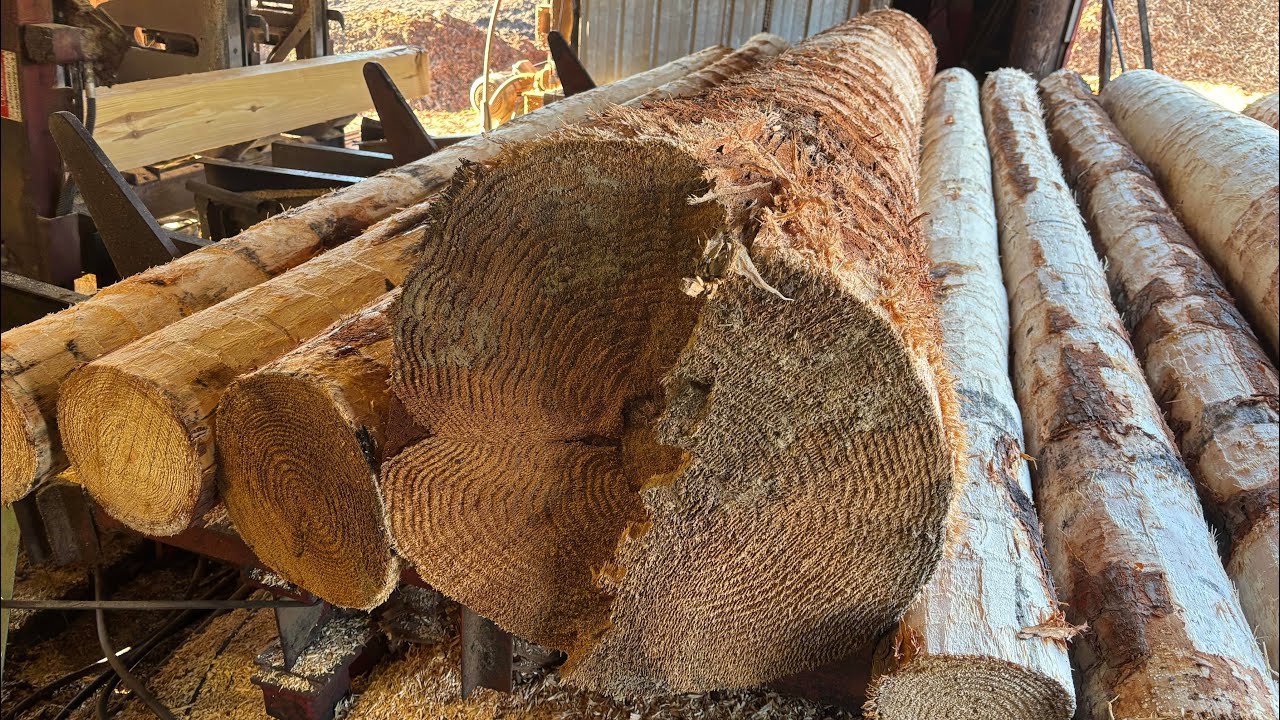 Watch as I saw one fairly big loblolly #236