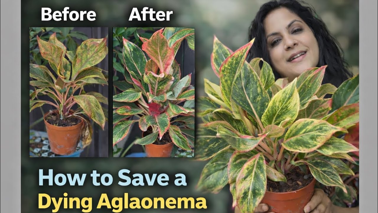 How to revive a dying Aglaonema plant ॥ मरते हुए एग्लोनेमा को कैसे बचायें #dyingchineseevergreen