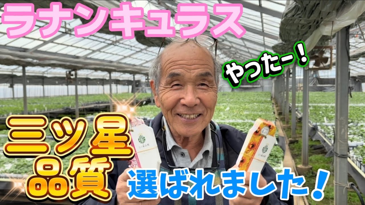 祝！三ツ星品質に選ばれました！【ラナンキュラスラックス】【ランドセルシリーズ】【園芸のぶチャンネル】