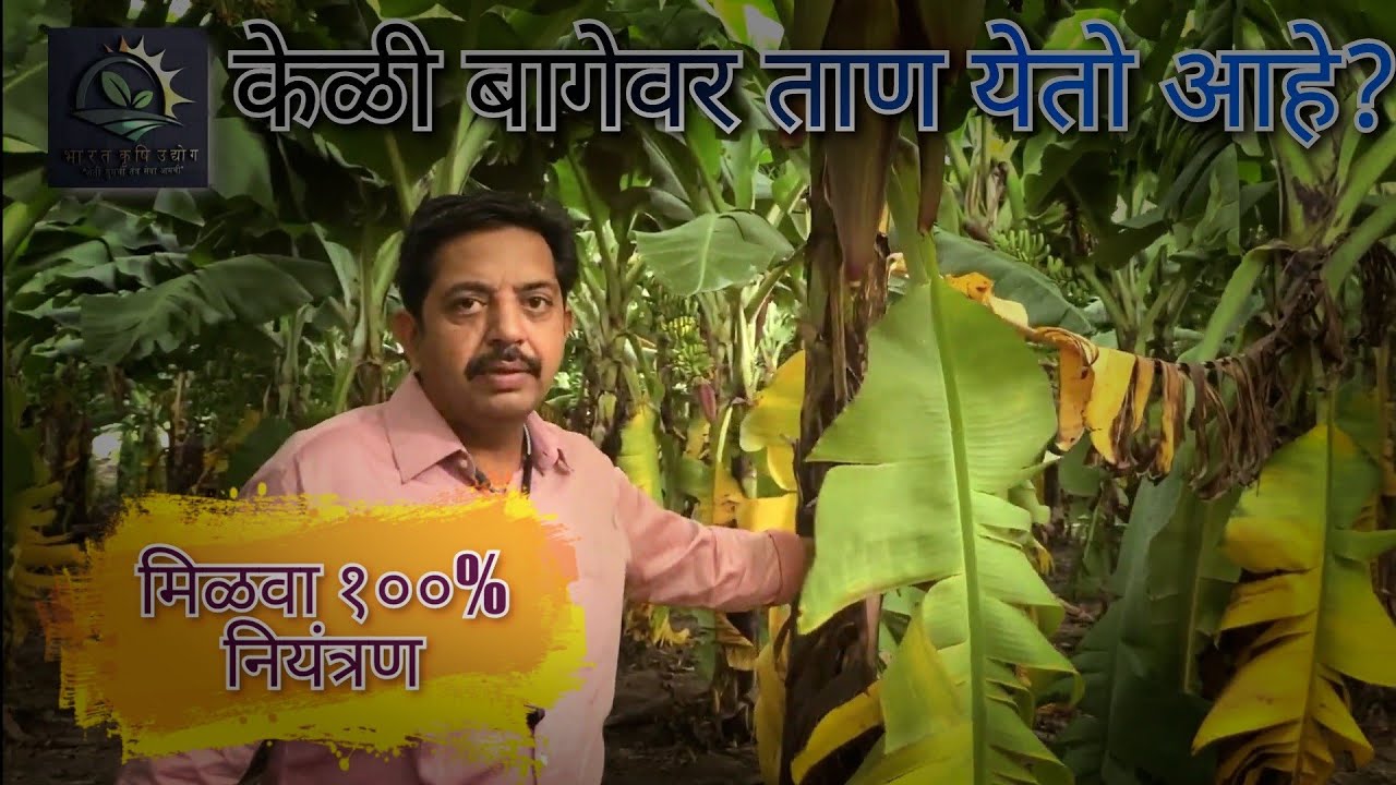 केळी बागेवर येणारा ताण आणि त्याचे नियंत्रण |केळी खत व्यवस्थापन|भारत कृषी उद्योग|