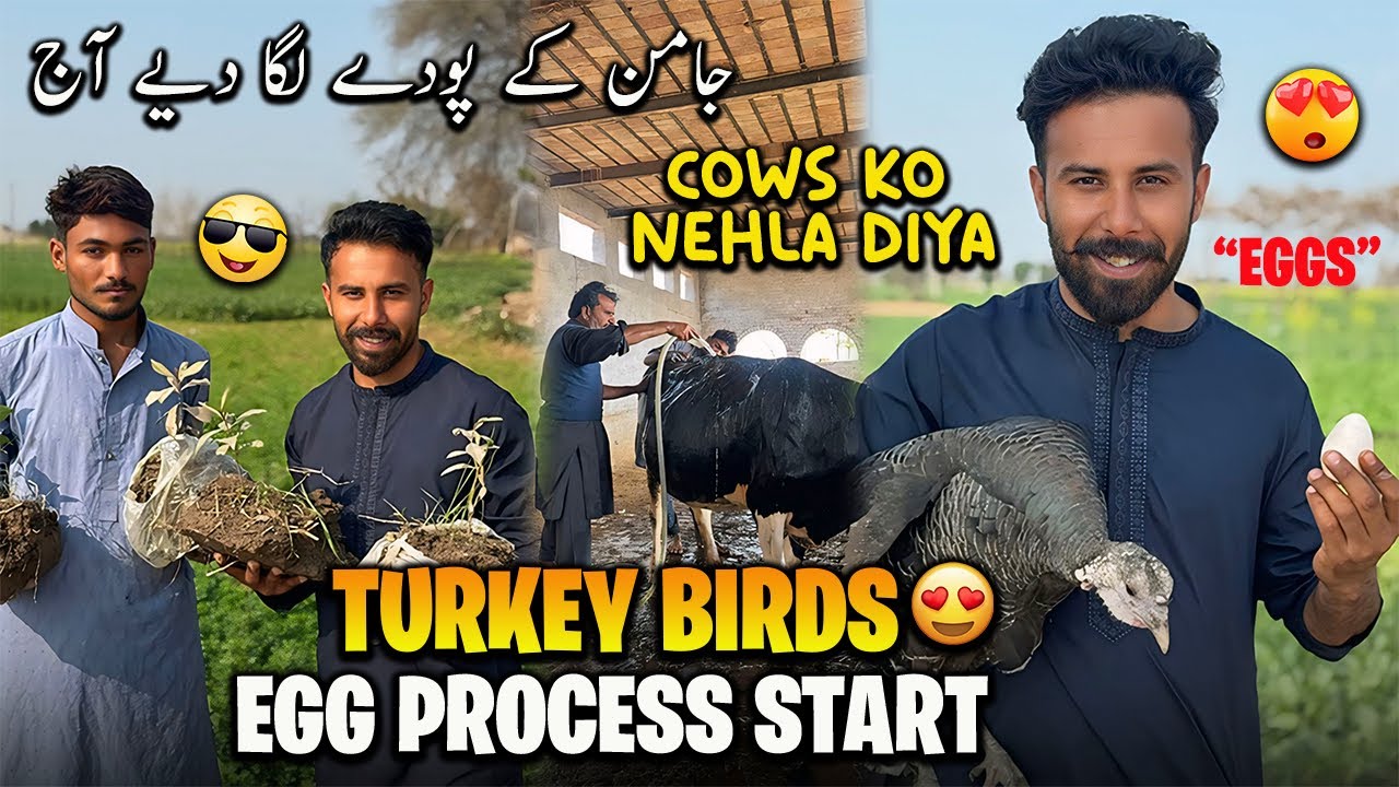 Turkey Birds Ne Egg dena Start krdiye😍 جامن کے پودے لگا دیے 🥳 Cows Nehla di