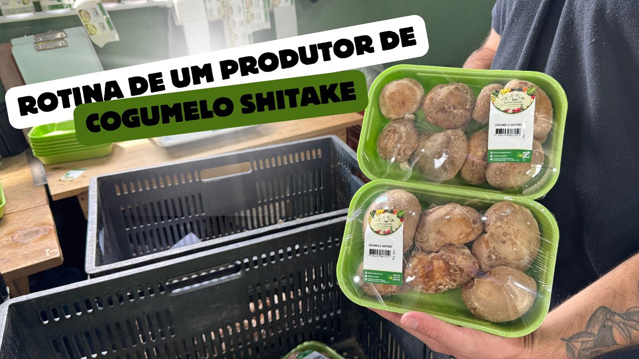 Uma Semana na Produção de Shitake: Colheita, Cuidados e Novidades!