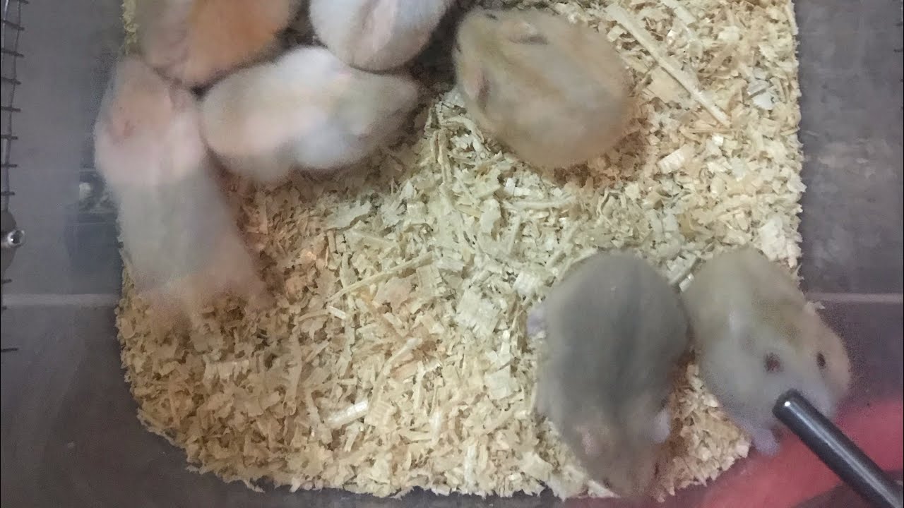 Winter white hamsters 🐹 (Pudding line)
